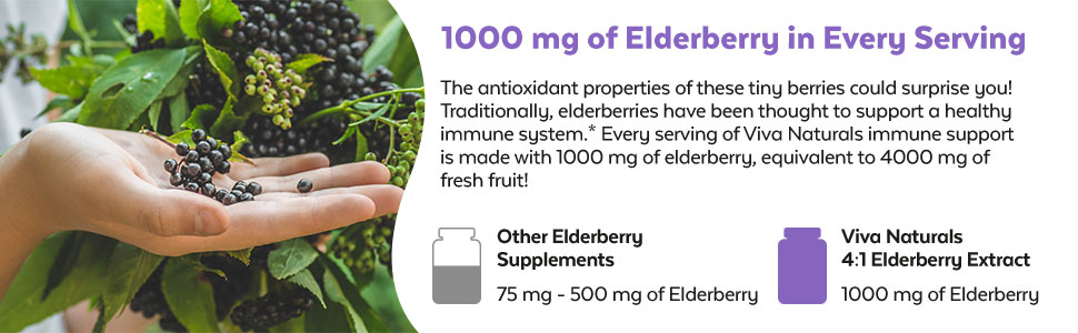 Elderberry_3