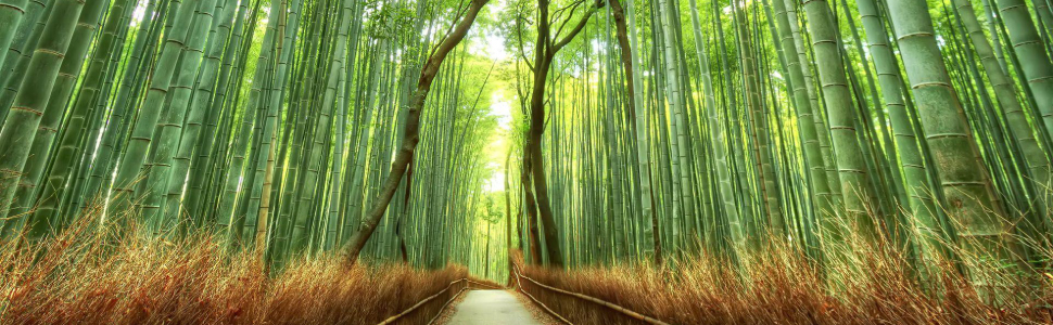 bamboo forest Arashiyama Grove, Kyoto, Japan