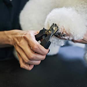 Image of a dog on the grooming hammock having its nails trimmed