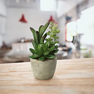 artificial succulent