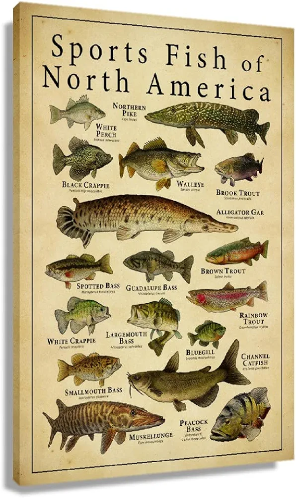 Busmko Sports Fish of North America Knowledge Wall Decor Vintage Art Canvas Painting Modern Picture Artworks Gift for Living Room Decor Artwork Unframed 12x18 inch(30x45cm)